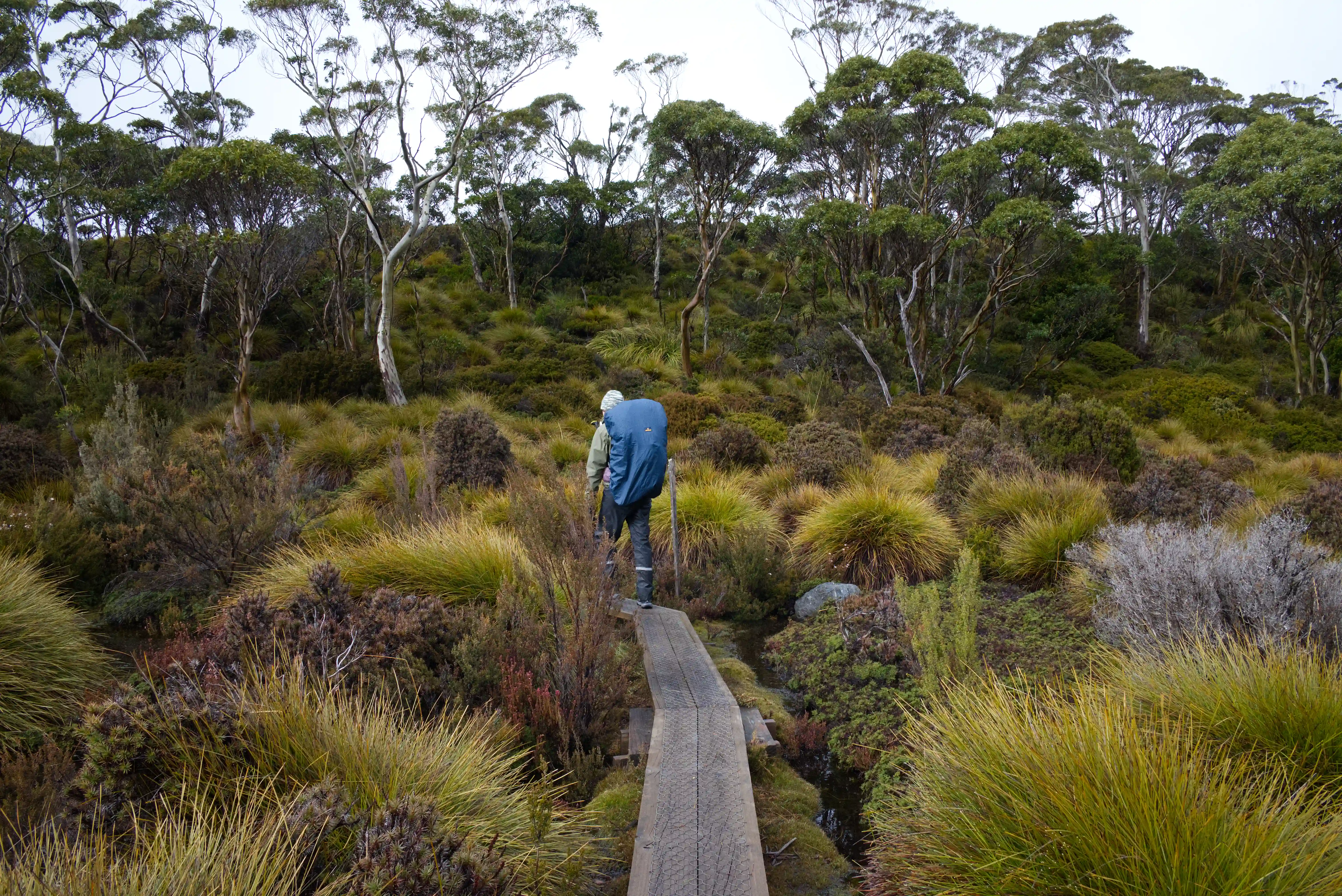overland-track-boardwalk-eucalypt-2025-11-10.webp