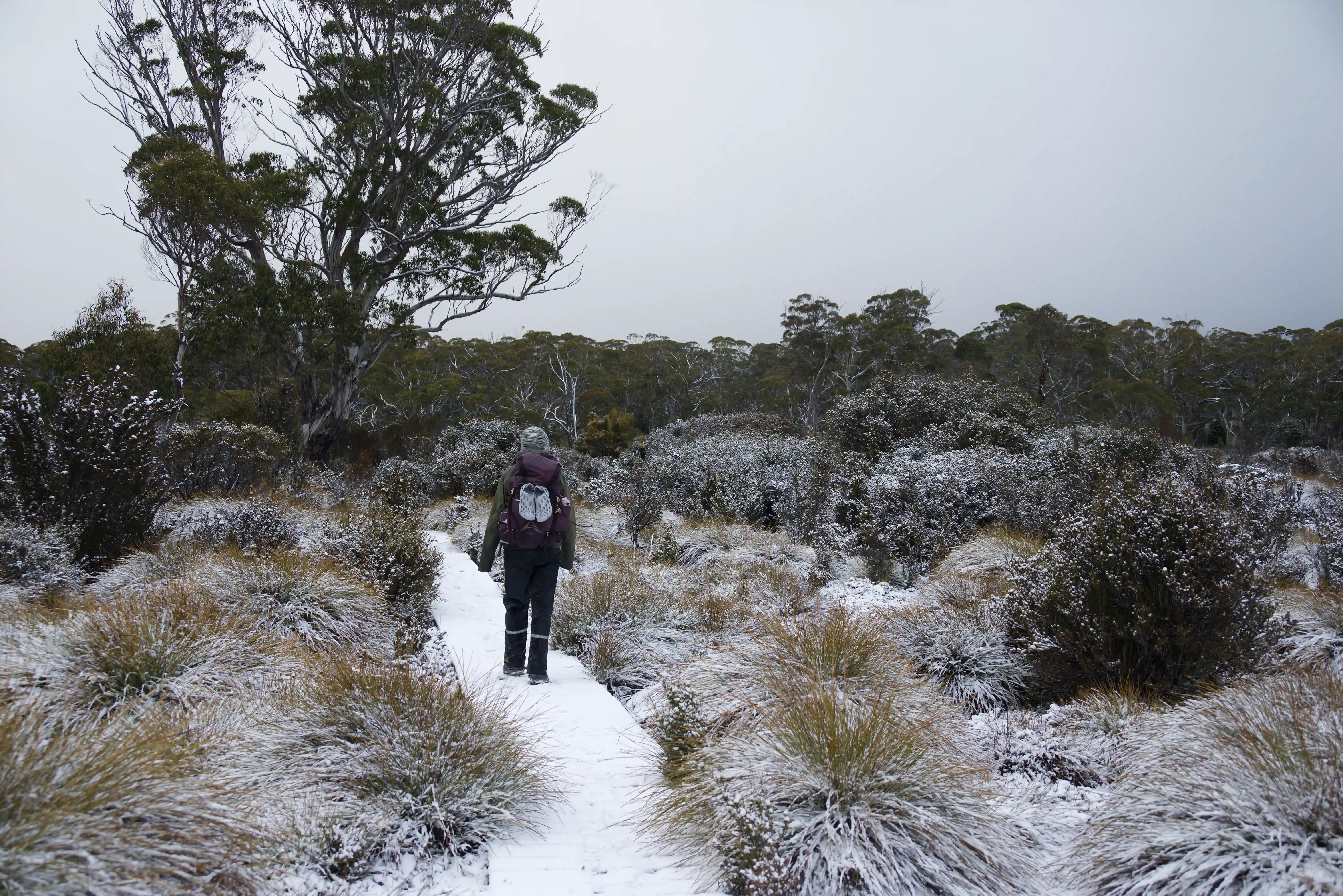 overland-track-buttongrass-2025-11-14.webp