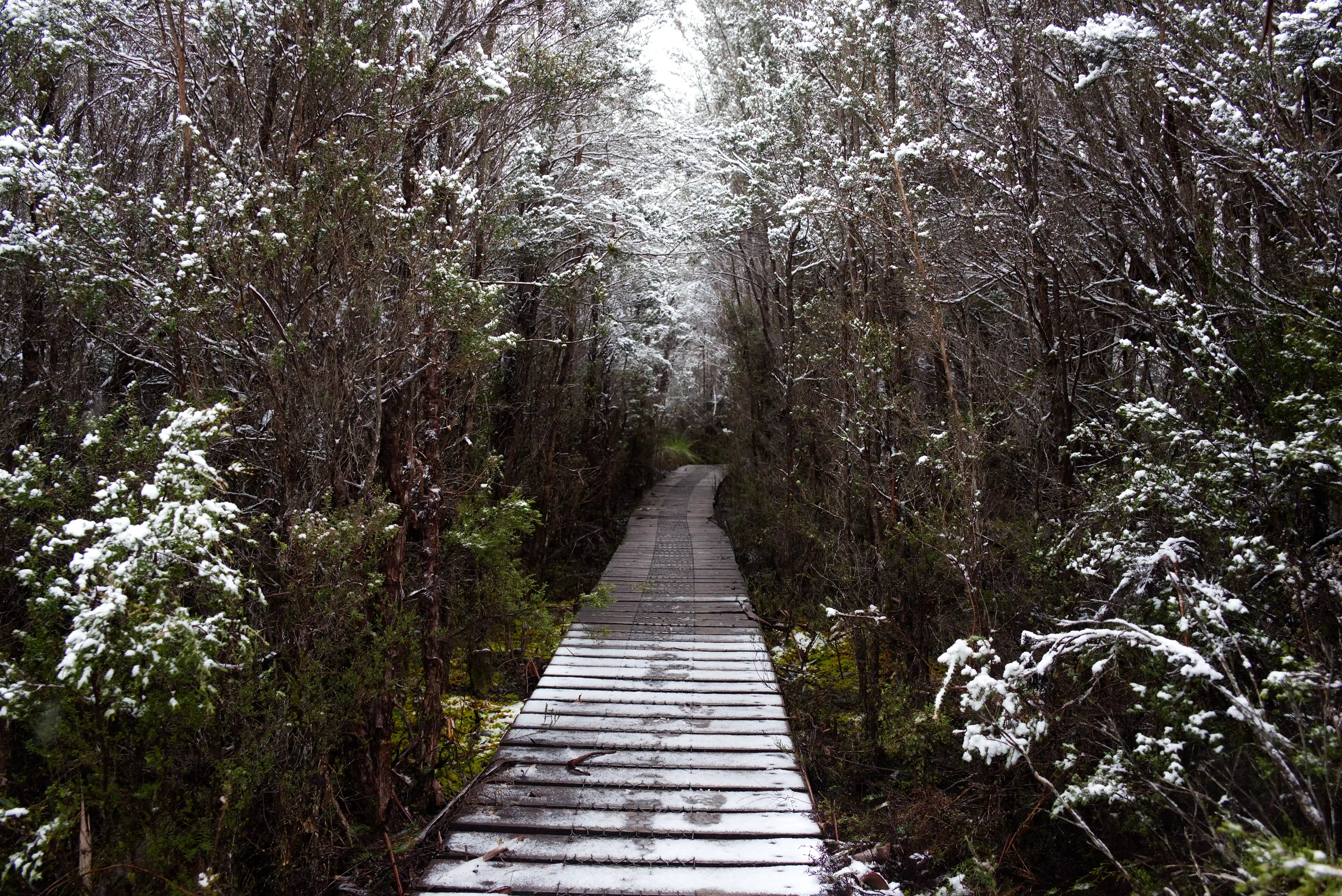 overland-track-half-snow-boardwalk-2025-11-14.webp