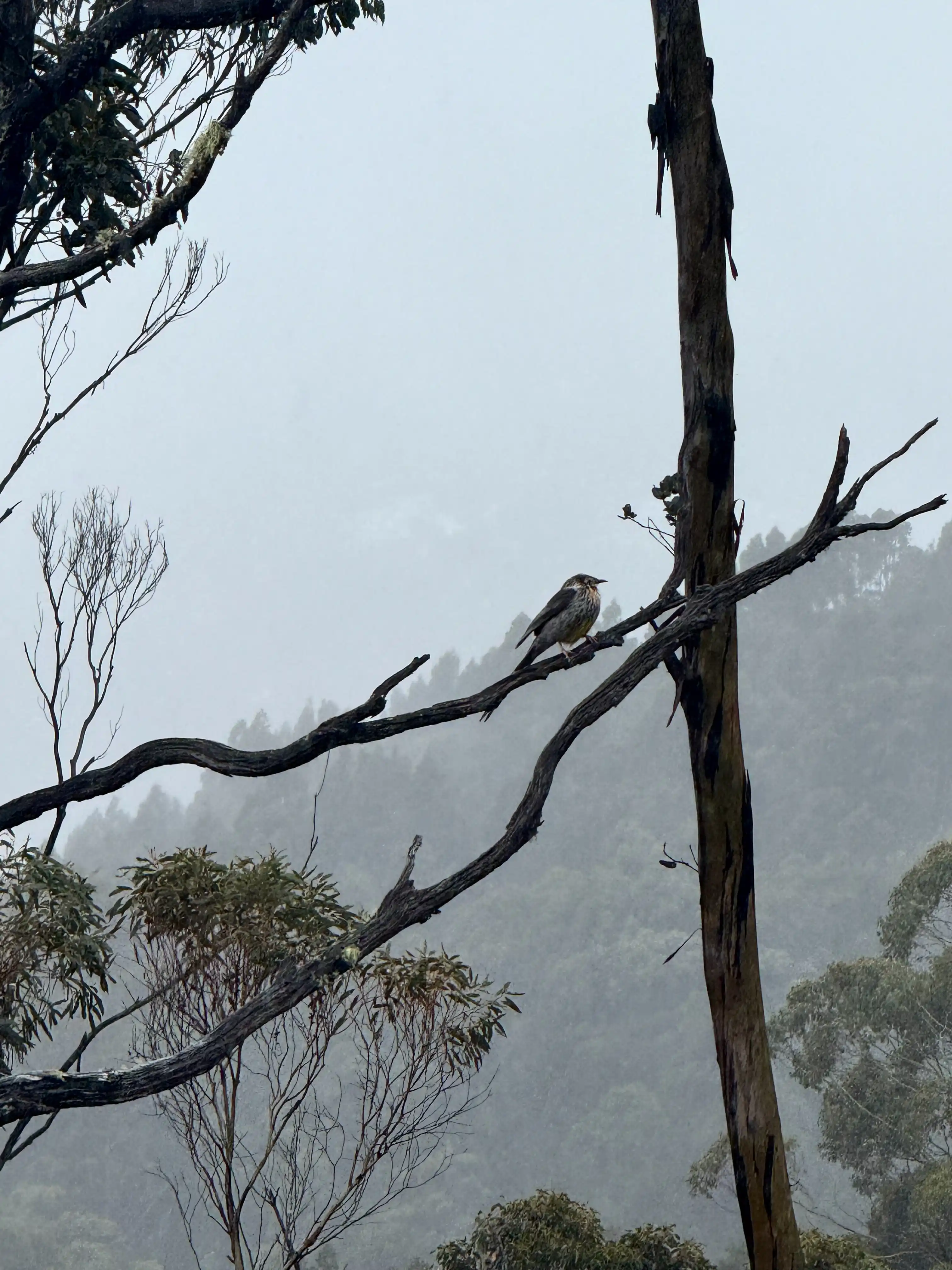 overland-track-little-bird-2025-11-12.webp