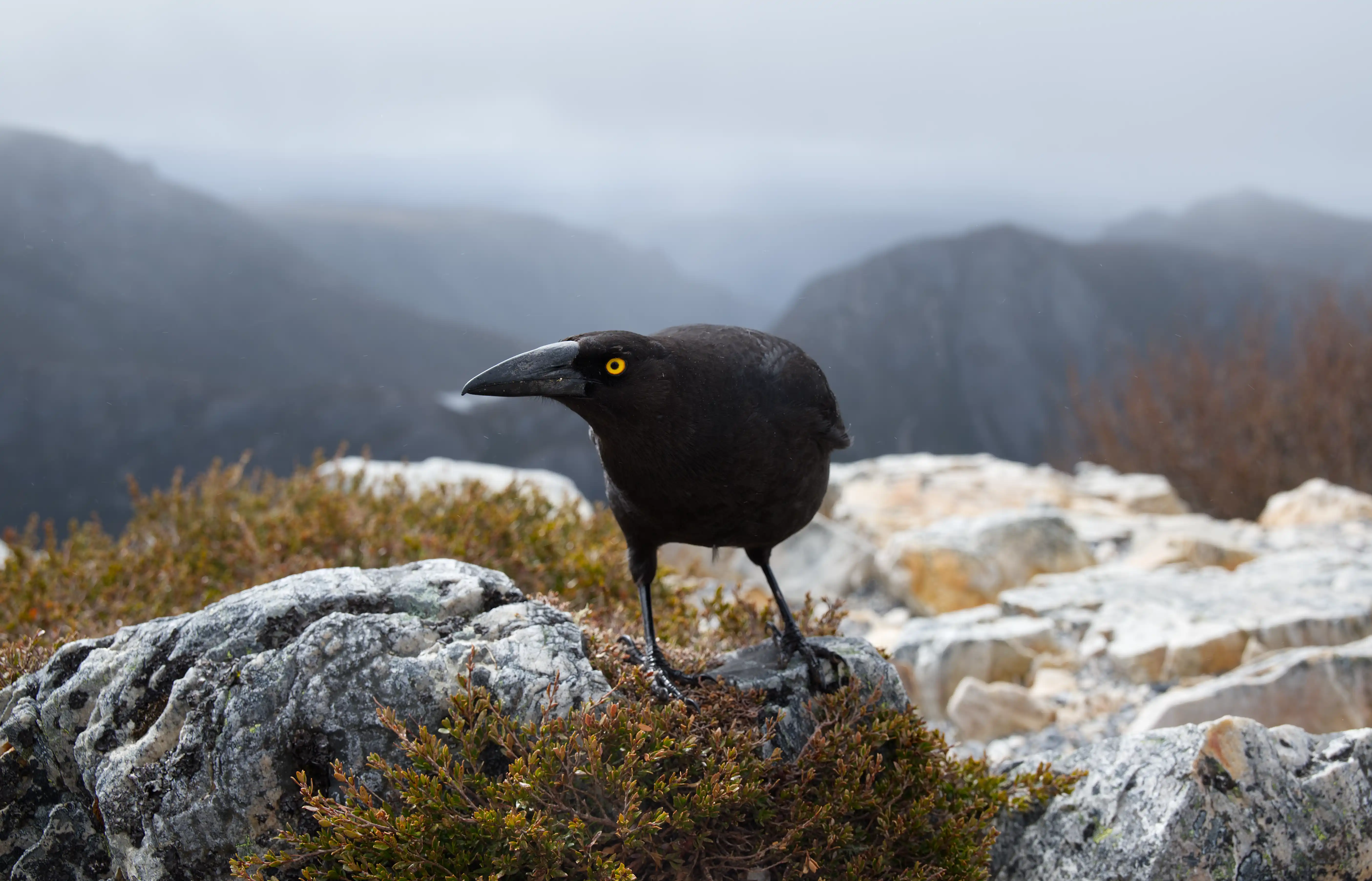 overland-track-marion-currawong-2025-11-09.webp