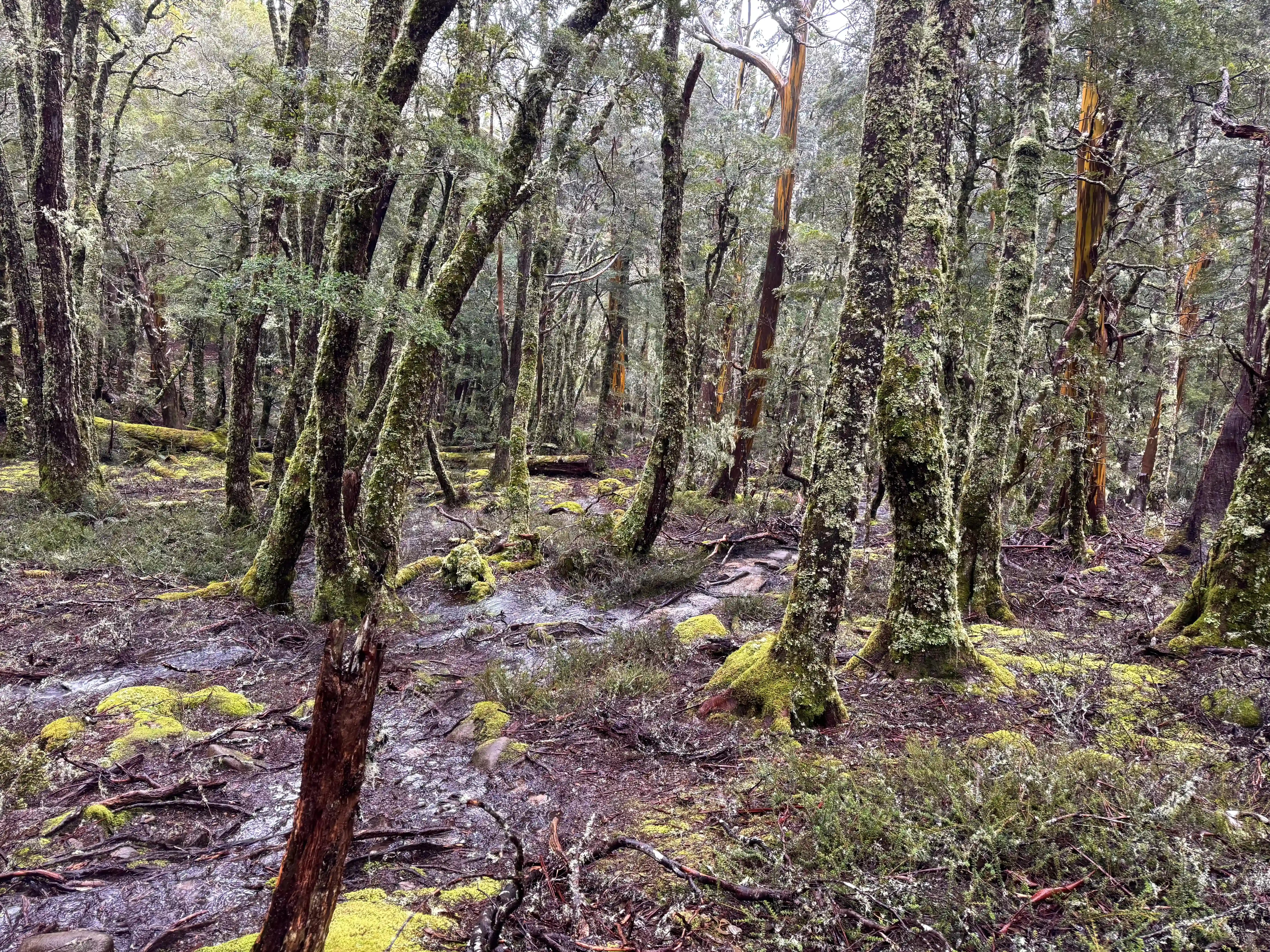 overland-track-moss-trees-2025-11-13.webp