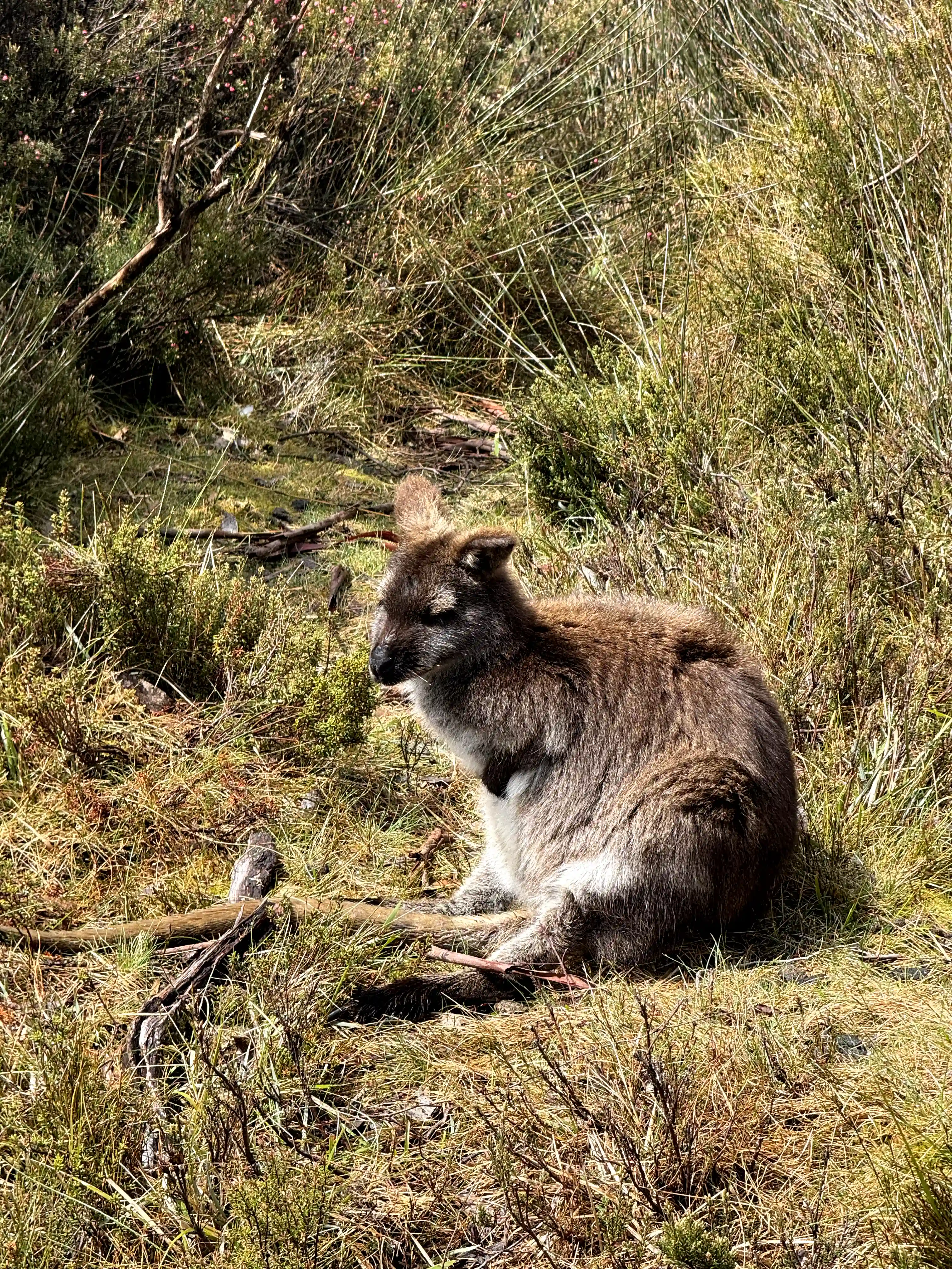 overland-track-pademelon-2025-11-11.webp