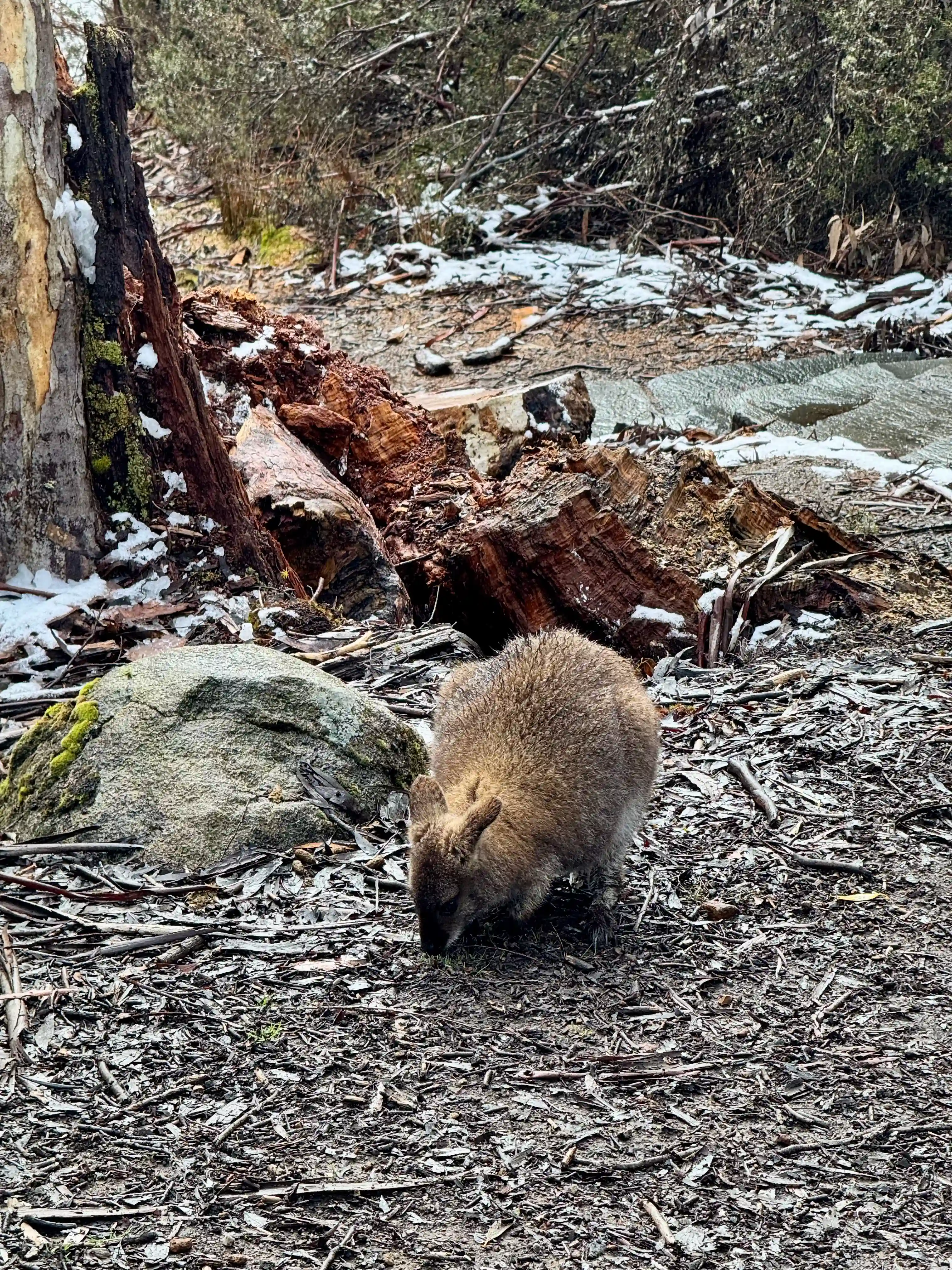 overland-track-pademelon-2025-11-14.webp