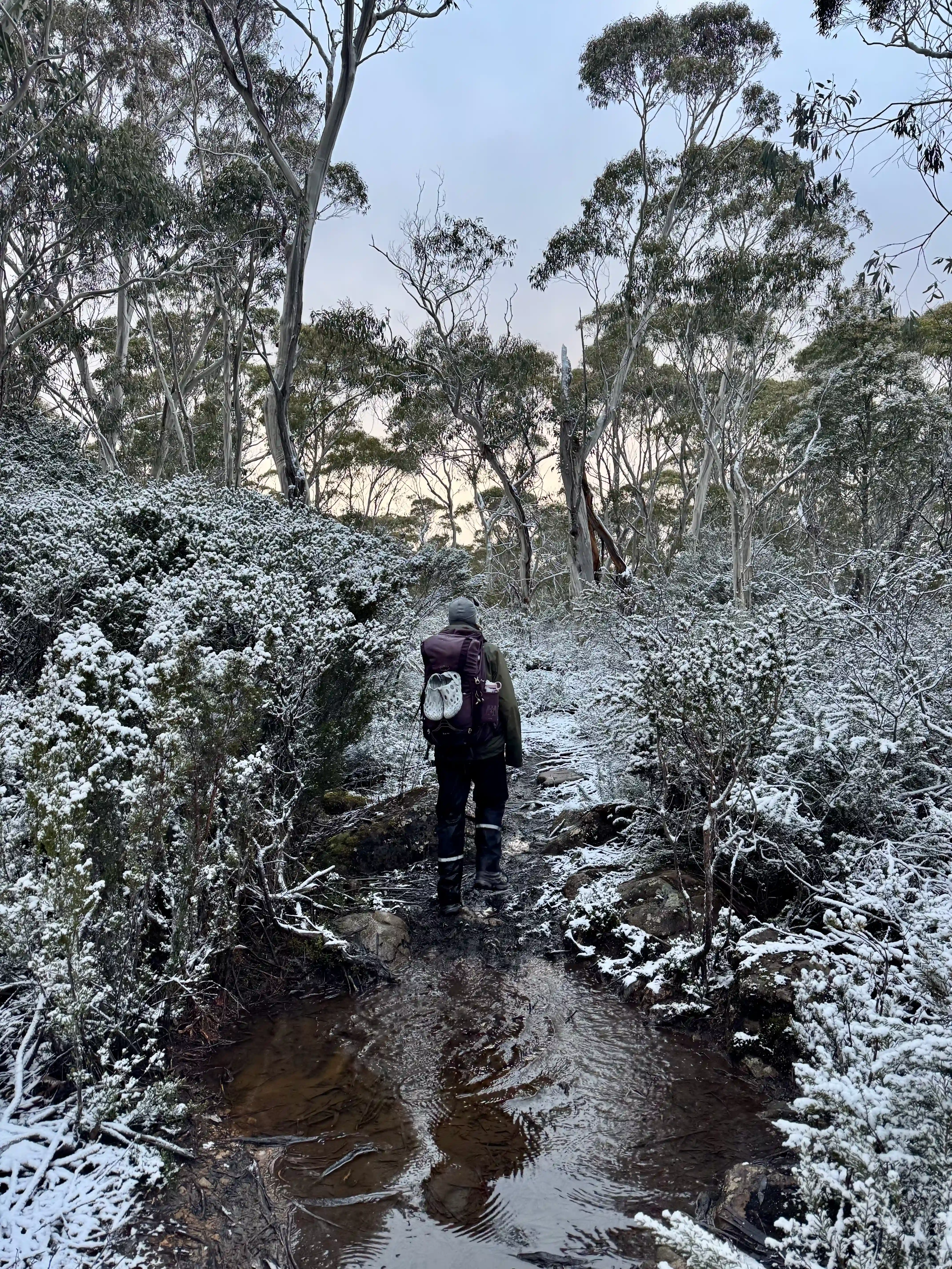 overland-track-puddle-sunrise-2025-11-14.webp