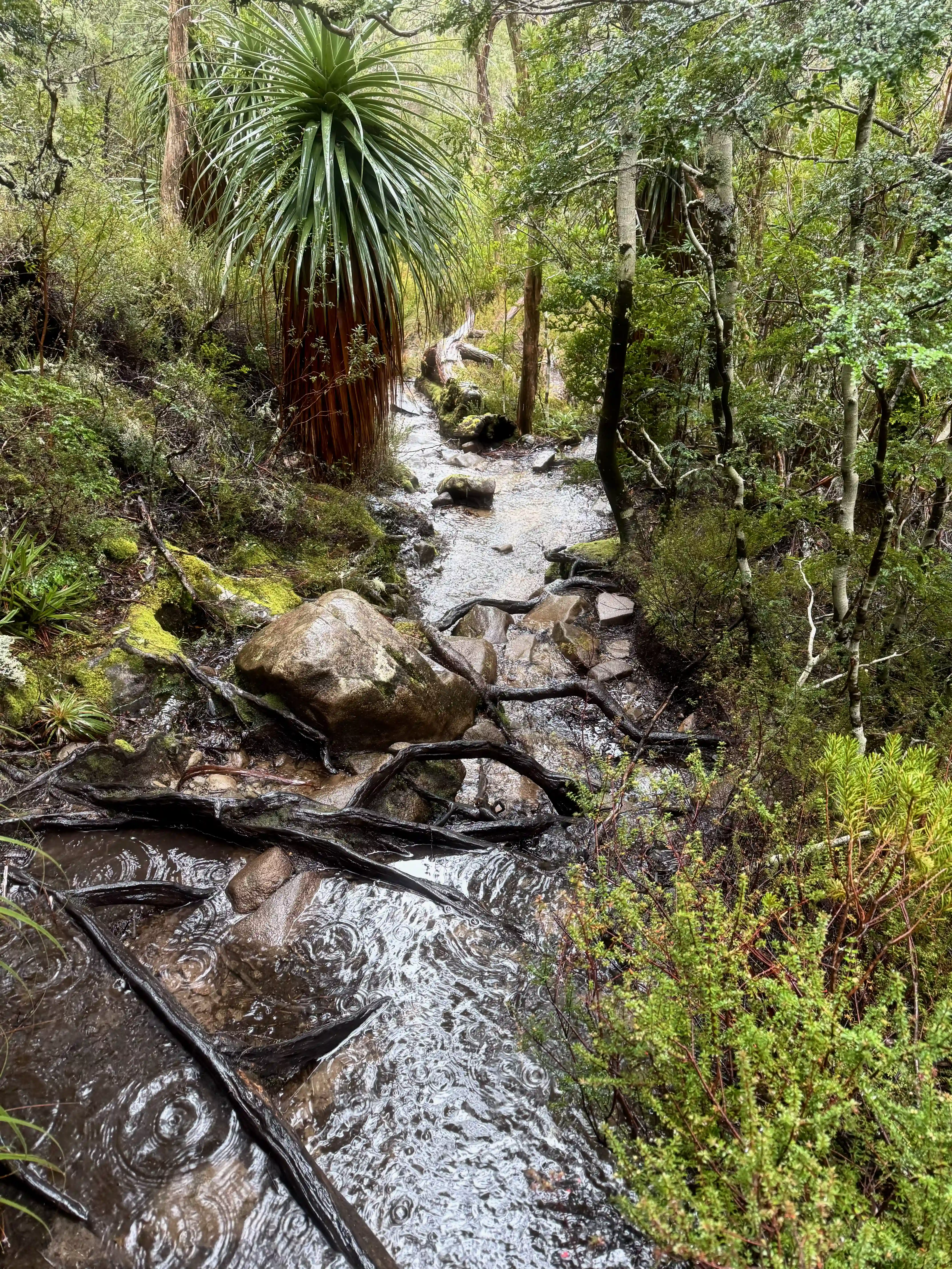 overland-track-roots-2025-11-13.webp