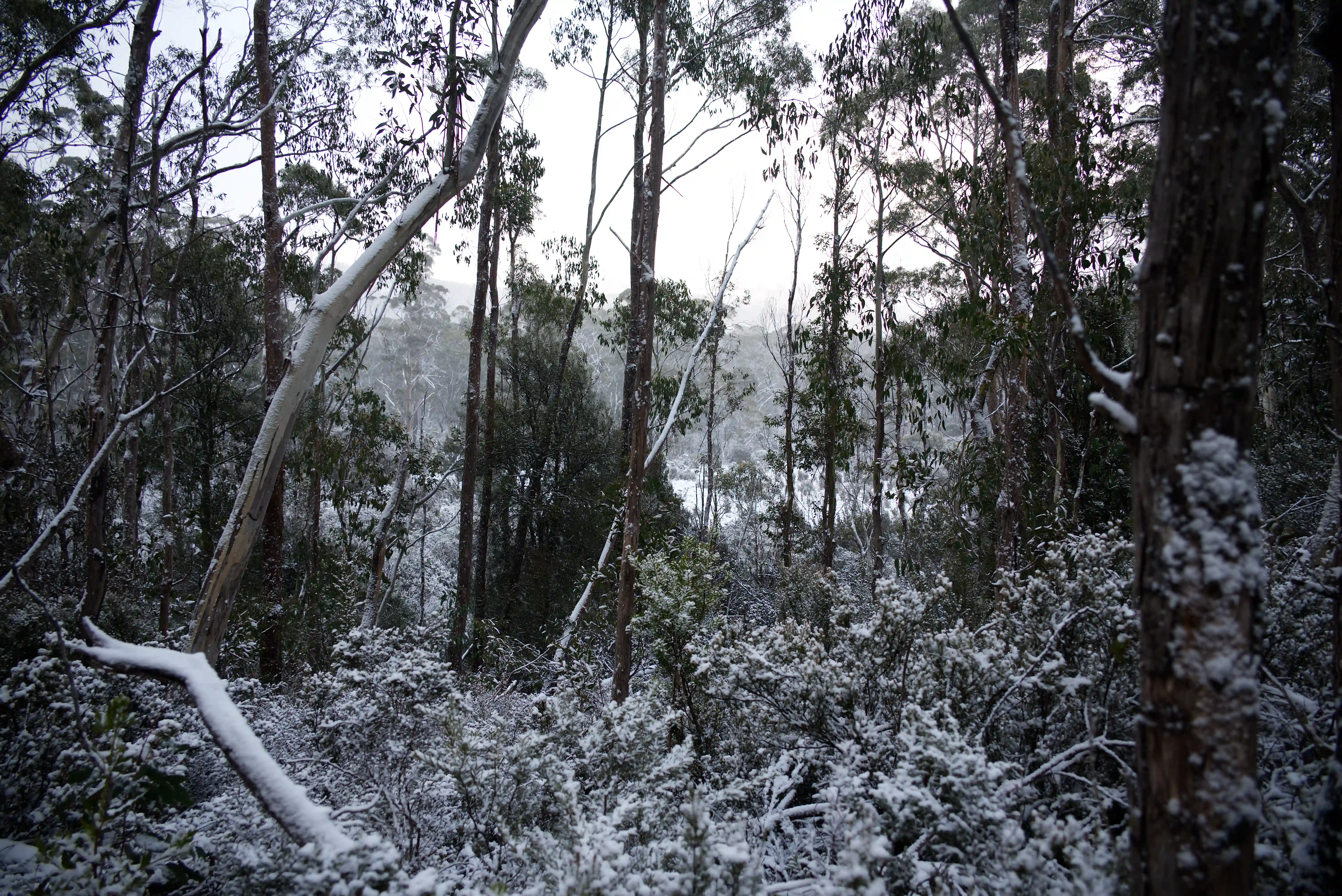 overland-track-snow-forest-2025-11-14.webp