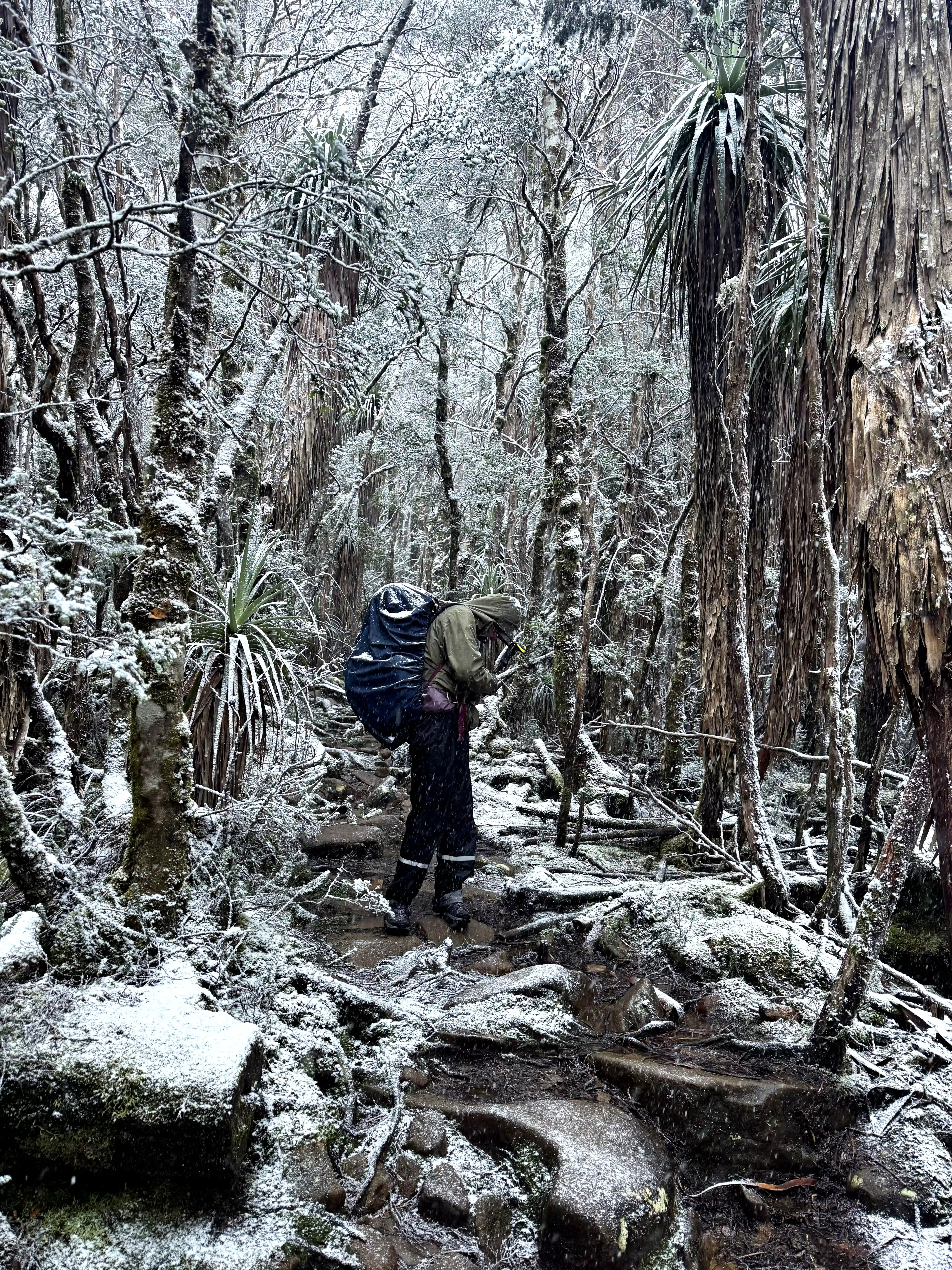 overland-track-snow-forest-sarah-2025-11-11.webp