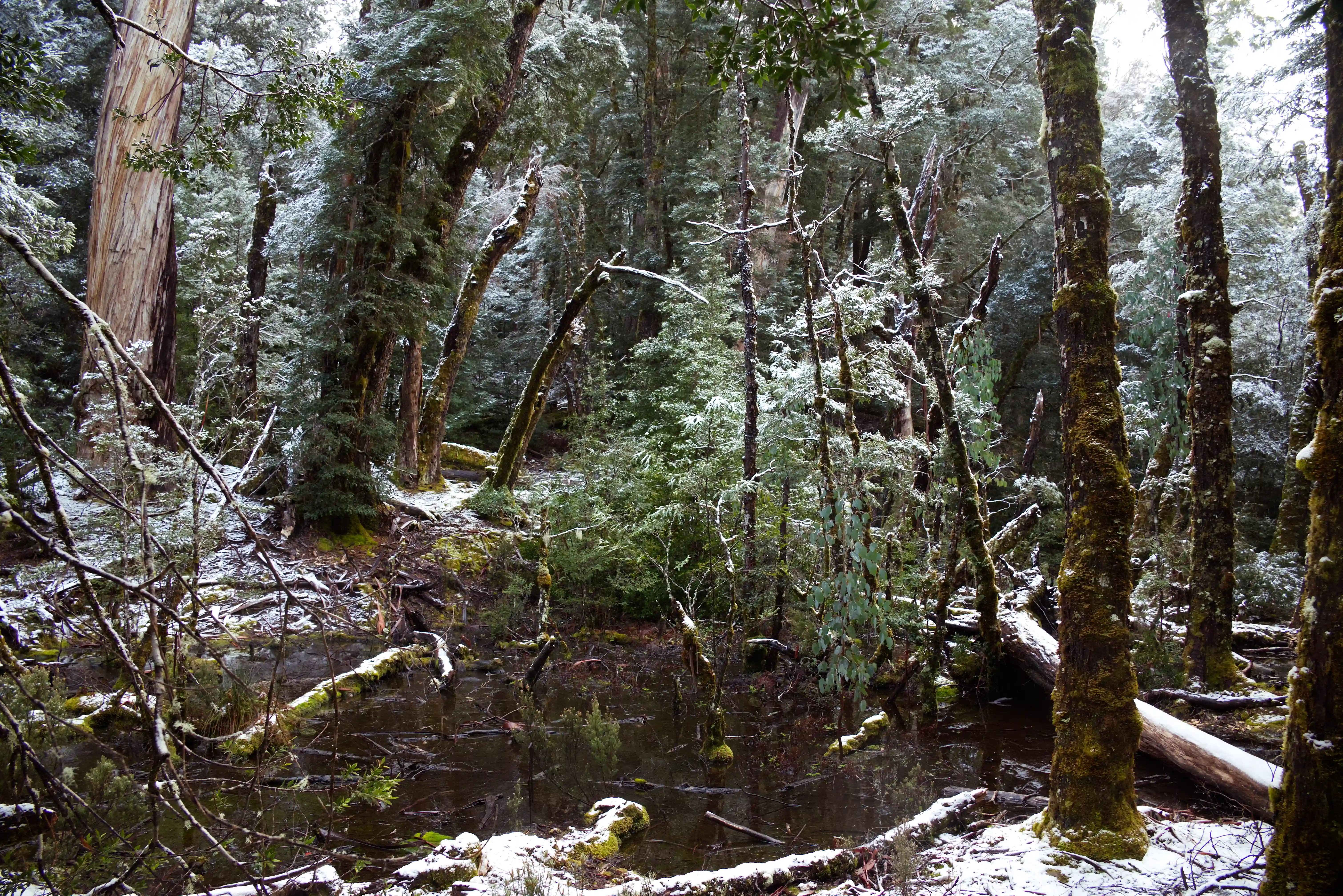 overland-track-snow-swamp-2025-11-14.webp