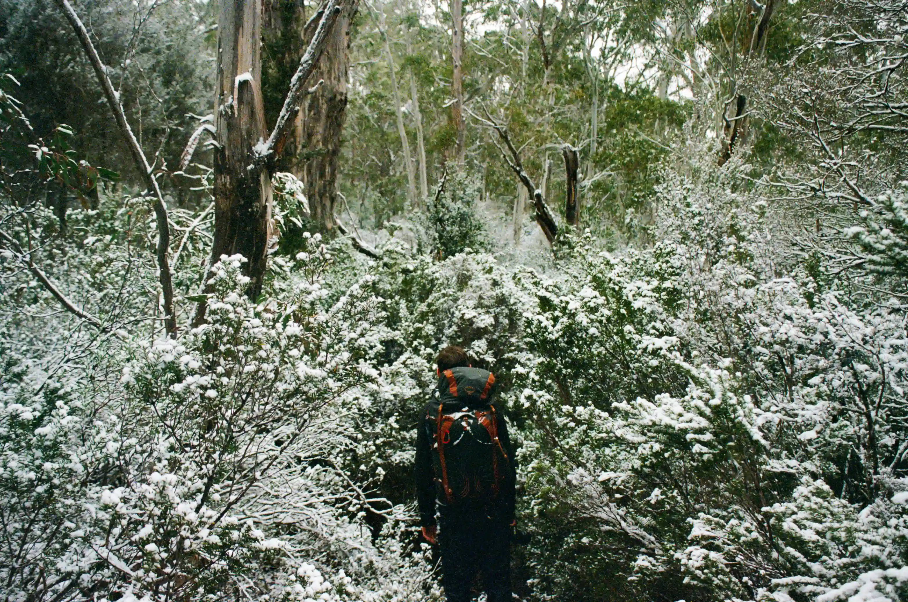 overland-track-snowy-trees-alessandro-2025-11-14.webp